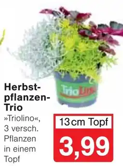 Wiglo Wunderland Herbstpflanzen-Trio »Triolino« Angebot