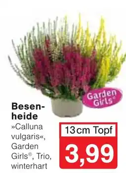 Wiglo Wunderland Besenheide »Calluna vulgaris«, Garden Girls® Angebot