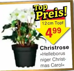 Wiglo Wunderland Christrose »Helleborus niger Christmas Carol« Angebot