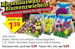 Wiglo Wunderland Blumenzwiebeln Angebot