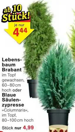 Wiglo Wunderland Lebensbaum Brabant Angebot