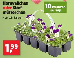 Thomas Philipps Hornveilchen oder Stiefmütterchen Angebot