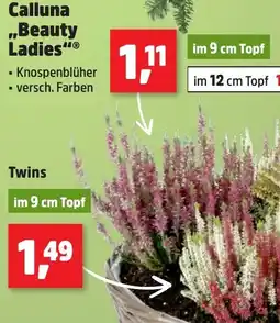 Thomas Philipps Calluna "Beauty Ladies" Angebot