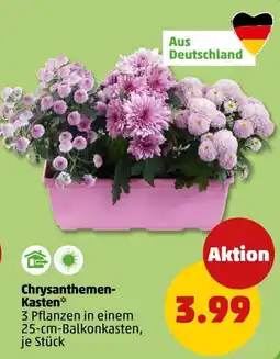 PENNY Chrysanthemen-Kasten Angebot