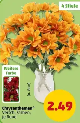 PENNY Chrysanthemen Angebot
