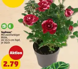 PENNY Topfrose Angebot