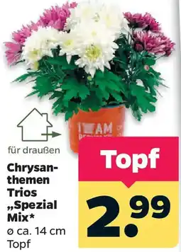 Netto Chrysanthemen Trios "Spezial Mix" Angebot