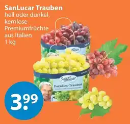 V Markt SanLucar Trauben Angebot
