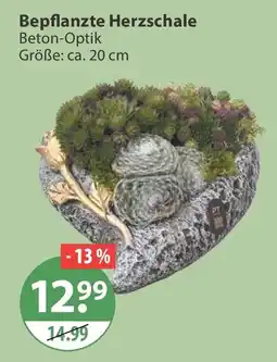 V Markt Bepflanzte Herzschale Angebot