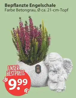 V Markt Bepflanzte Engelschale Angebot
