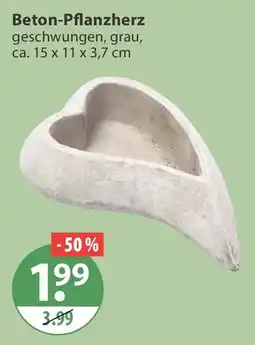 V Markt Beton-Pflanzherz Angebot