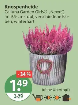 V Markt Knospenheide Calluna Garden Girls® „Nexxt“ Angebot