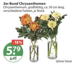 V Markt 3er Bund Chrysanthemen Angebot