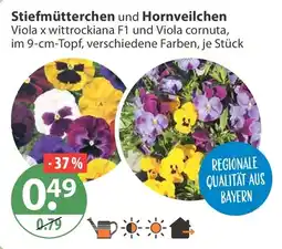 V Markt Stiefmütterchen und Hornveilchen Angebot