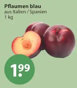 V Markt Pflaumen blau Angebot