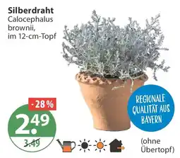 V Markt Silberdraht Calocephalus brownii Angebot