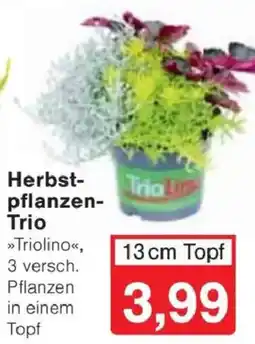 Jawoll Herbstpflanzen-Trio »Triolino« Angebot
