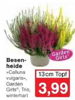 Jawoll Besenheide »Calluna vulgaris«, Garden Girls® Angebot