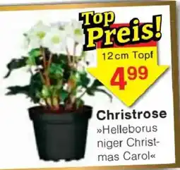 Jawoll Christrose »Helleborus niger Christmas Carol« Angebot