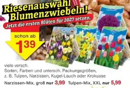 Jawoll Blumenzwiebeln Angebot