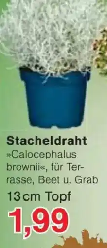 Jawoll Stacheldraht »Calocephalus brownii« Angebot