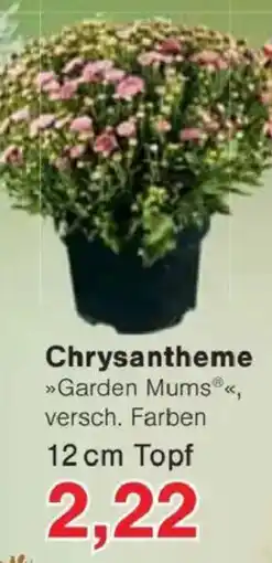 Jawoll Chrysantheme »Garden Mums®« Angebot