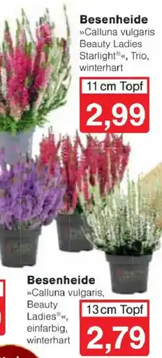 Jawoll Besenheide »Calluna vulgaris Beauty Ladies®«, Trio, winterhart Angebot