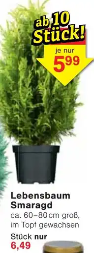 Wiglo Wunderland Lebensbaum Smaragd Angebot