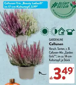 Aldi Süd Callunen-Trio „Beauty Ladies“ Angebot