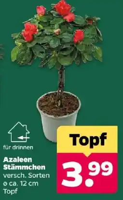 Netto Azaleen Stämmchen Angebot