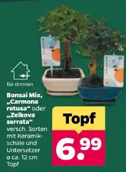 Netto Bonsai Mix Angebot