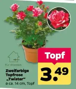 Netto Zweifarbig Topfrose "Twister" Angebot