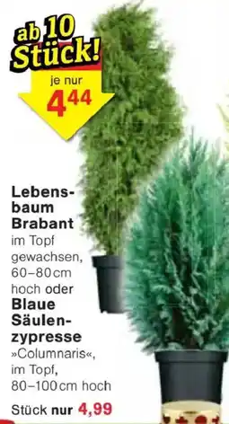 Jawoll Lebensbaum Brabant oder Blaue Säulenzypresse Angebot