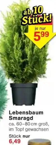 Jawoll Lebensbaum Smaragd Angebot