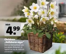 Hagebau Christrose „Helleborus niger“ Angebot