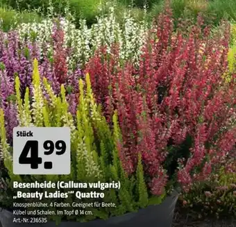Besenheide (Calluna vulgaris) "Beauty Ladies" Quattro