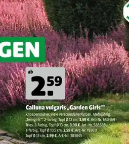 Hagebau Calluna vulgaris „Garden Girls“ Angebot