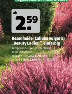 Hagebau Besenheide (Calluna vulgaris) „Beauty Ladies“ Angebot