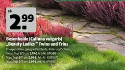 Hagebau Besenheide (Calluna vulgaris) "Beauty Ladies" Twins und Trios Angebot