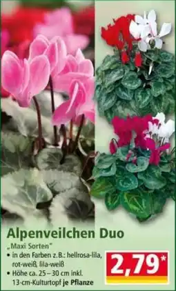 Norma Alpenveilchen Duo Angebot