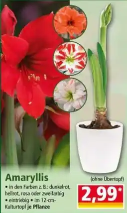 Norma Amaryllis Angebot