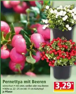 Norma Pernettya mit Beeren Angebot