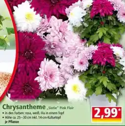 Norma Chrysantheme Angebot