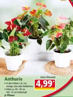 Norma Anthurie Angebot
