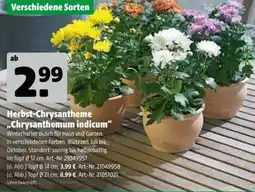 Hagebau Herbst-Chrysantheme "Chrysanthemum indicum" Angebot