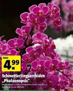 Hagebau Schmetterlingsorchidee "Phalaenopsis" Angebot