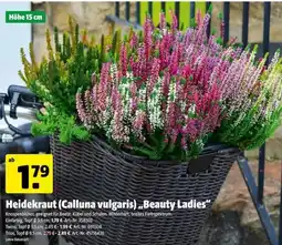 Hagebau Heidekraut (Calluna vulgaris) „Beauty Ladies“ Angebot