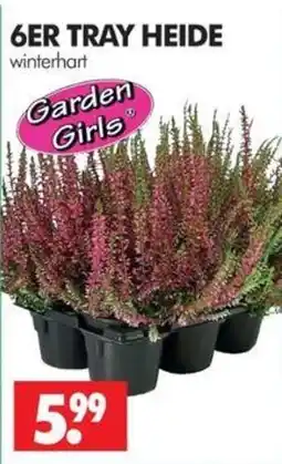 Wreesmann 6ER TRAY HEIDE winterhart Angebot
