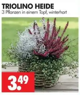 Wreesmann TRIOLINO HEIDE Angebot