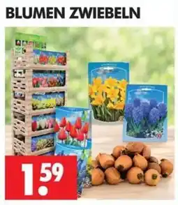 Wreesmann BLUMEN ZWIEBELN Angebot